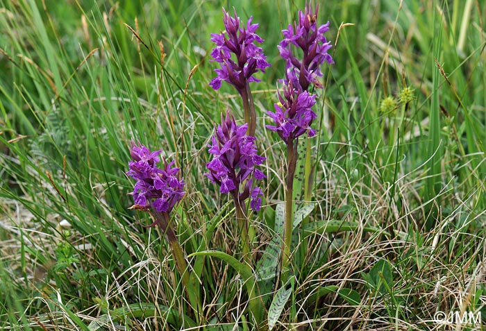 Dactylorhiza majalis