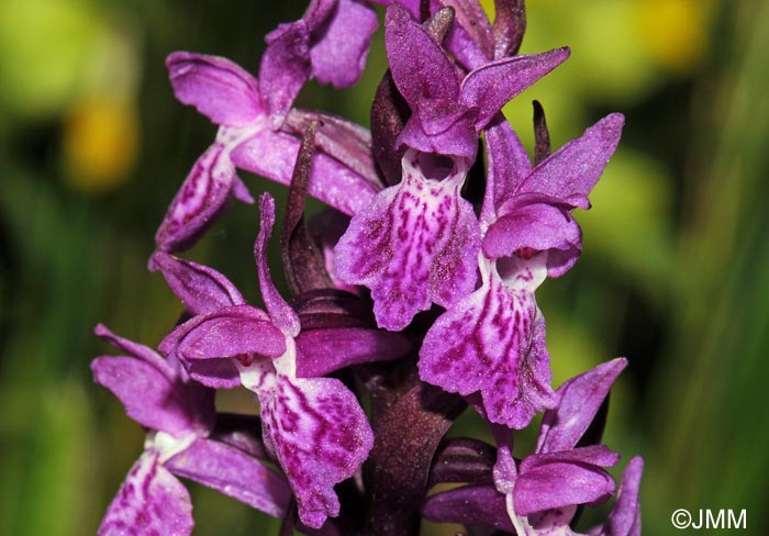 Dactylorhiza majalis