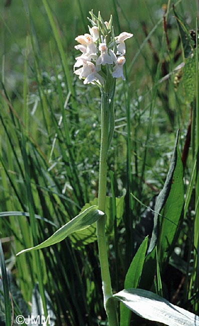 Dactylorhiza majalis f. alba