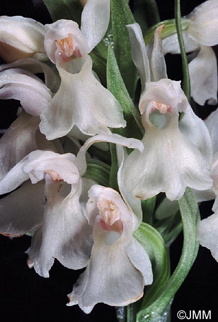 Dactylorhiza majalis f. alba