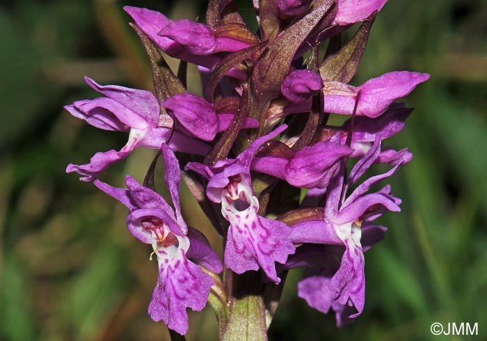 Dactylorhiza majalis