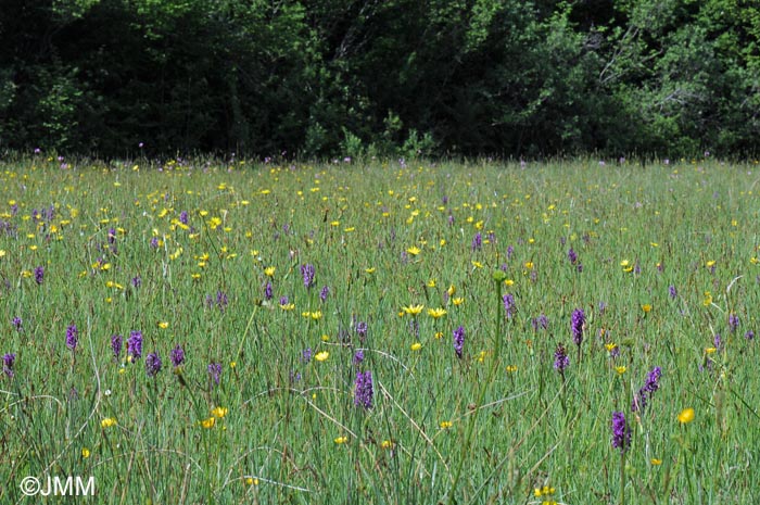 Dactylorhiza majalis