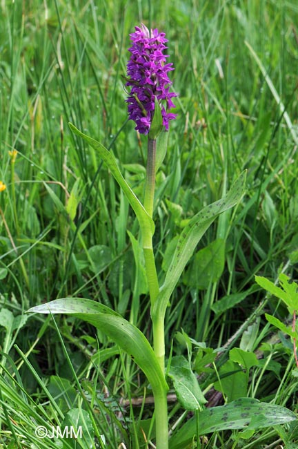 Dactylorhiza majalis