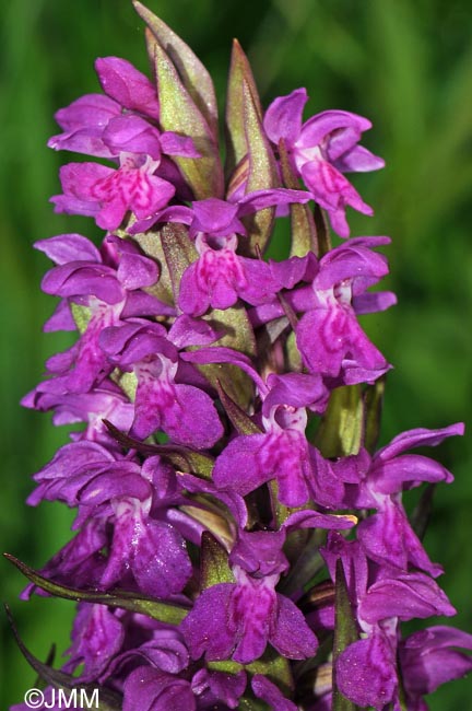 Dactylorhiza majalis