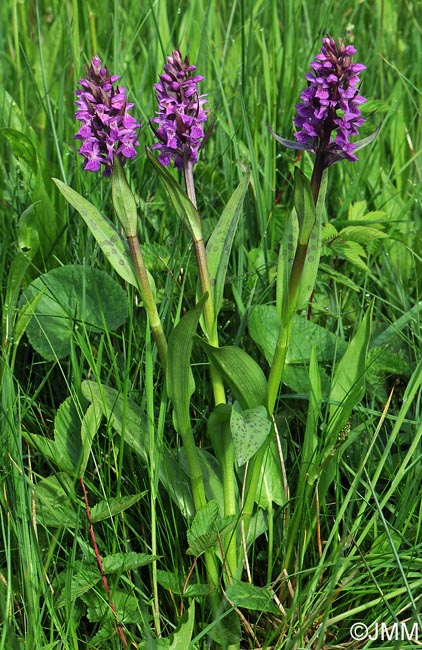 Dactylorhiza majalis