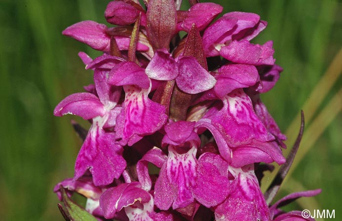 Dactylorhiza majalis