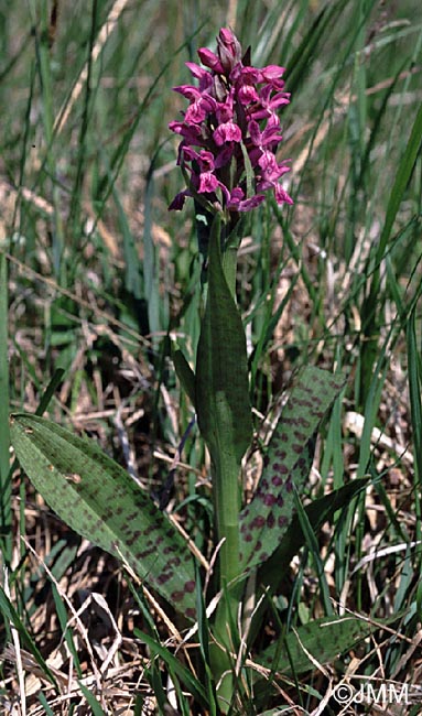 Dactylorhiza majalis