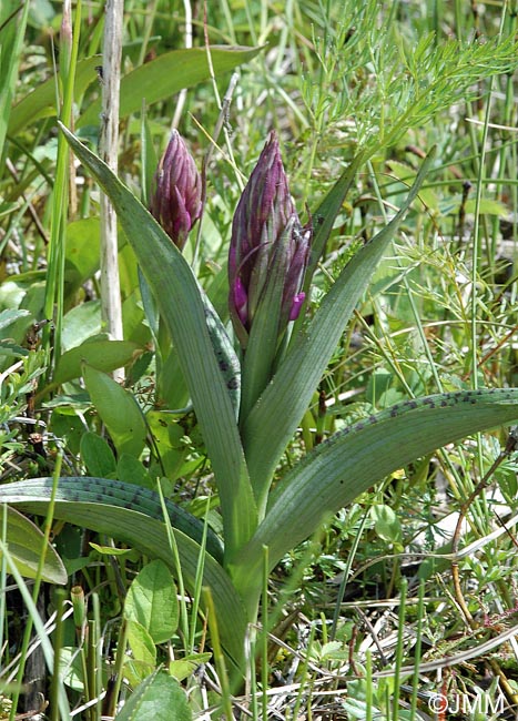 Dactylorhiza majalis