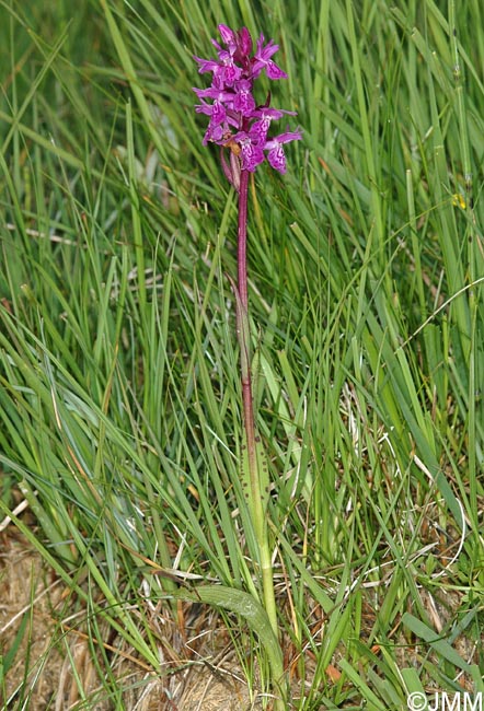 Dactylorhiza majalis x Dactylorhiza traunsteineri = Dactylorhiza x dufftiana