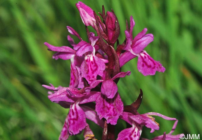 Dactylorhiza majalis x Dactylorhiza traunsteineri = Dactylorhiza x dufftiana