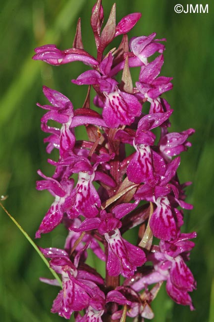 Dactylorhiza majalis x Dactylorhiza traunsteineri = Dactylorhiza x dufftiana