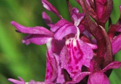 Dactylorhiza majalis x traunsteineri = Dactylorhiza x dufftiana