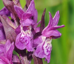 Dactylorhiza majalis