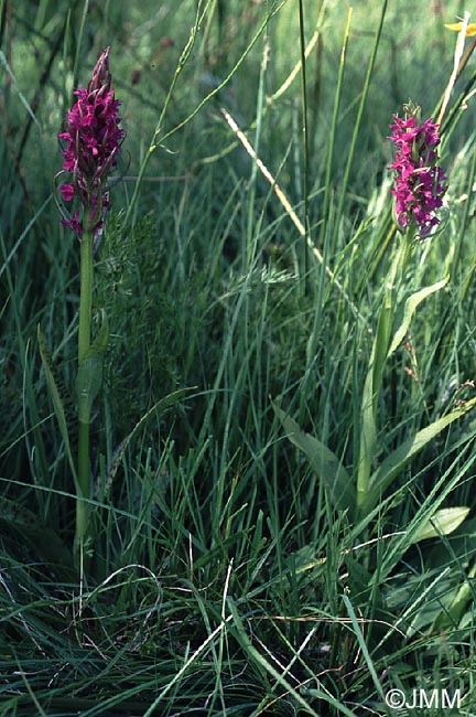 Dactylorhiza occitanica