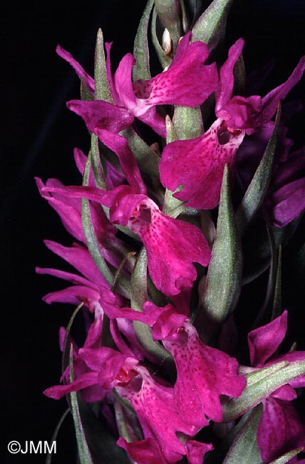 Dactylorhiza occitanica