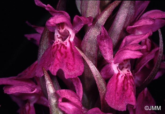 Dactylorhiza occitanica