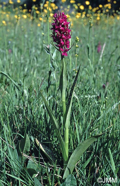 Dactylorhiza occitanica