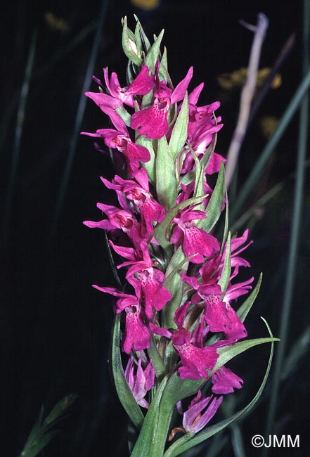 Dactylorhiza occitanica