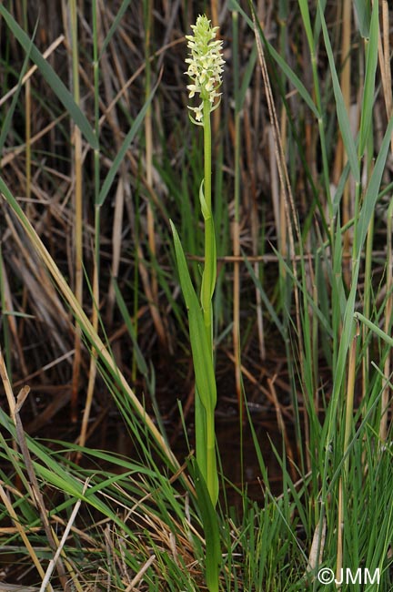 Dactylorhiza ochroleuca