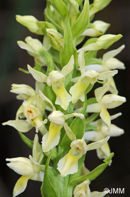 Dactylorhiza ochroleuca