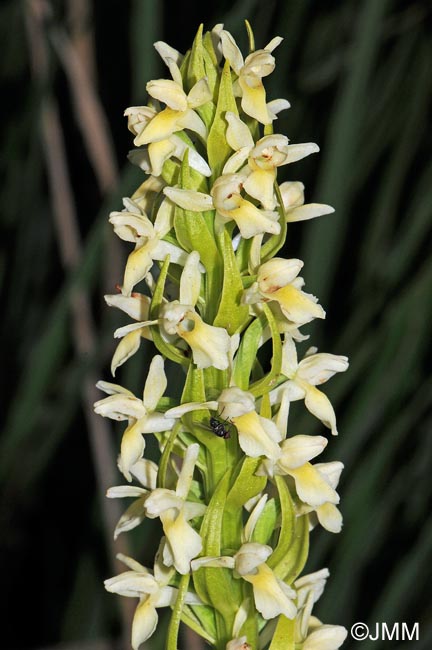 Dactylorhiza ochroleuca