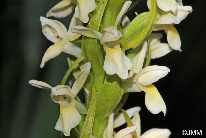 Dactylorhiza ochroleuca