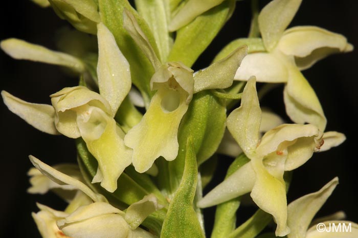 Dactylorhiza ochroleuca