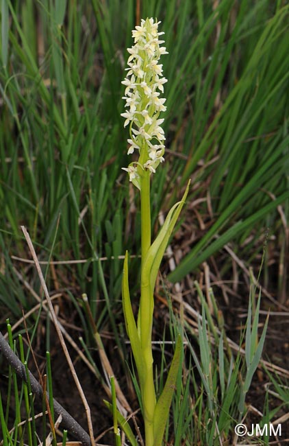 Dactylorhiza ochroleuca