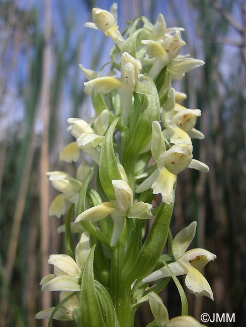 Dactylorhiza ochroleuca