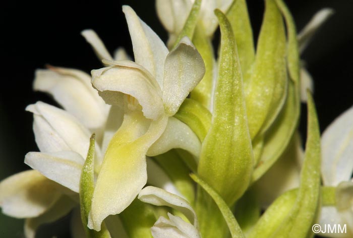 Dactylorhiza ochroleuca