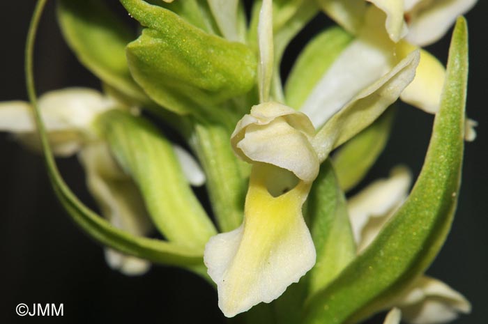 Dactylorhiza ochroleuca