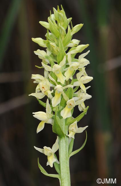 Dactylorhiza ochroleuca