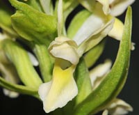 Dactylorhiza ochroleuca