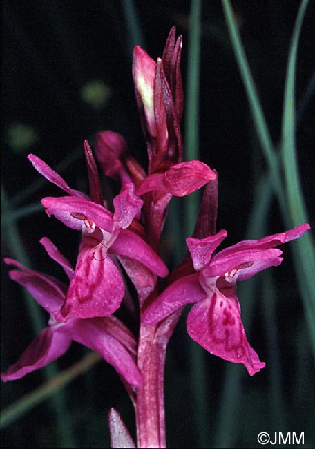 Dactylorhiza parvimajalis