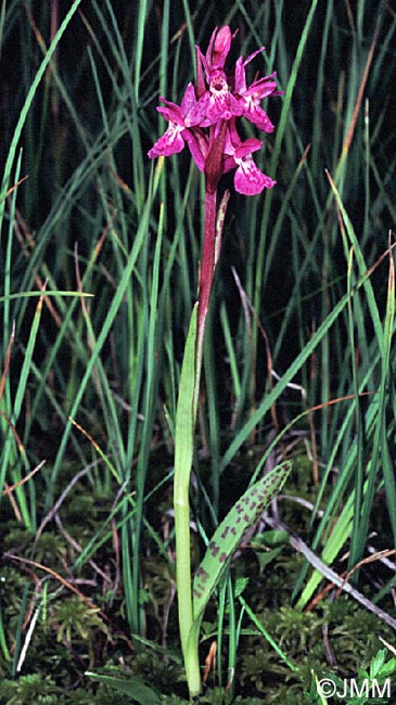 Dactylorhiza parvimajalis