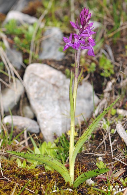 Dactylorhiza parvimajalis