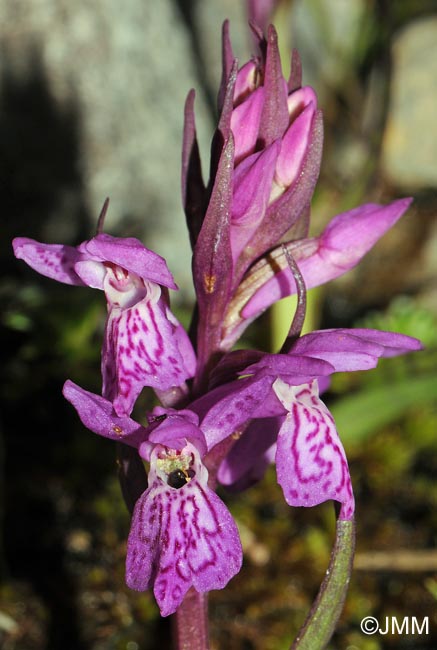 Dactylorhiza parvimajalis