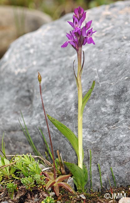 Dactylorhiza parvimajalis & Pinguicula alpina