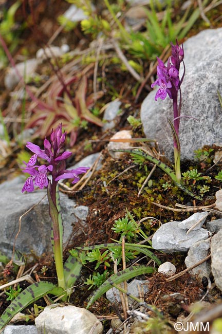 Dactylorhiza parvimajalis