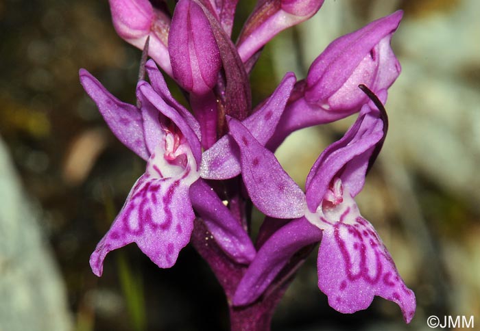 Dactylorhiza parvimajalis