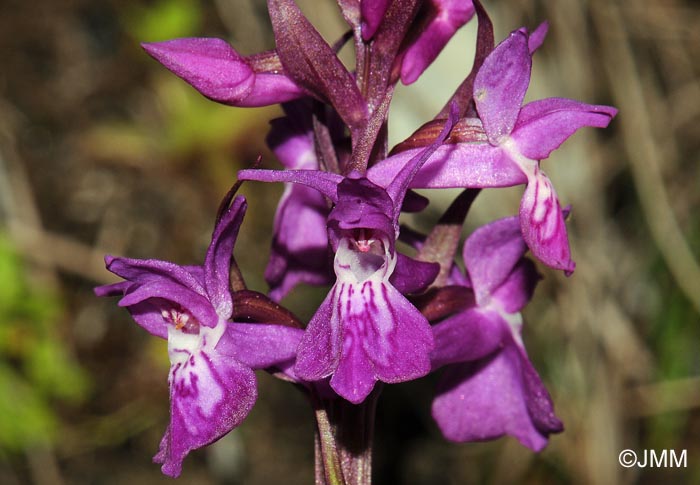 Dactylorhiza parvimajalis