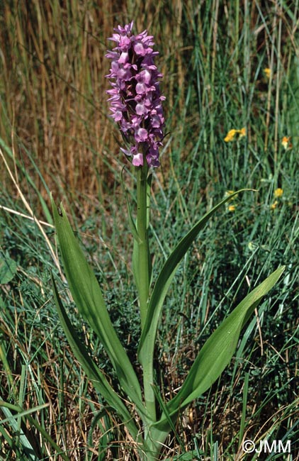 Dactylorhiza praetermissa