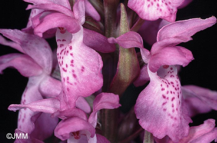 Dactylorhiza praetermissa