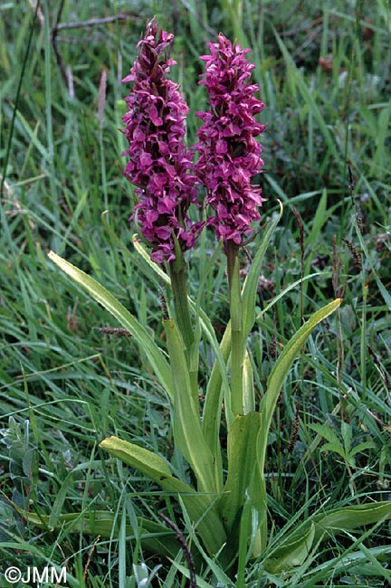 Dactylorhiza praetermissa