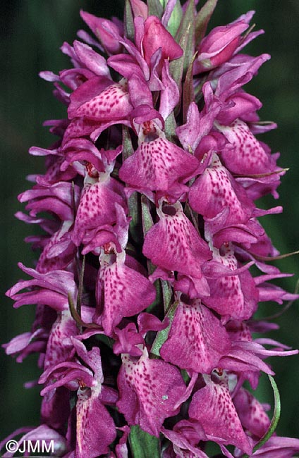 Dactylorhiza praetermissa