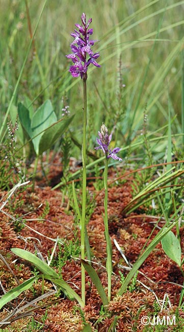 Dactylorhiza psychophila= Dactylorhiza psychrophila