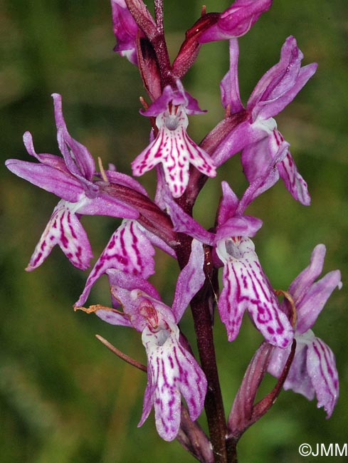 Dactylorhiza psychophila= Dactylorhiza psychrophila