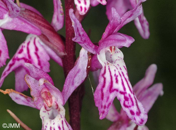 Dactylorhiza psychophila= Dactylorhiza psychrophila