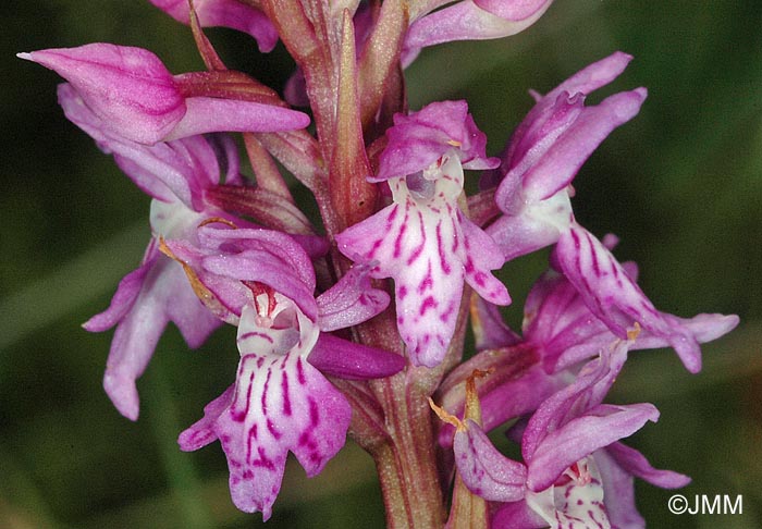 Dactylorhiza psychophila= Dactylorhiza psychrophila