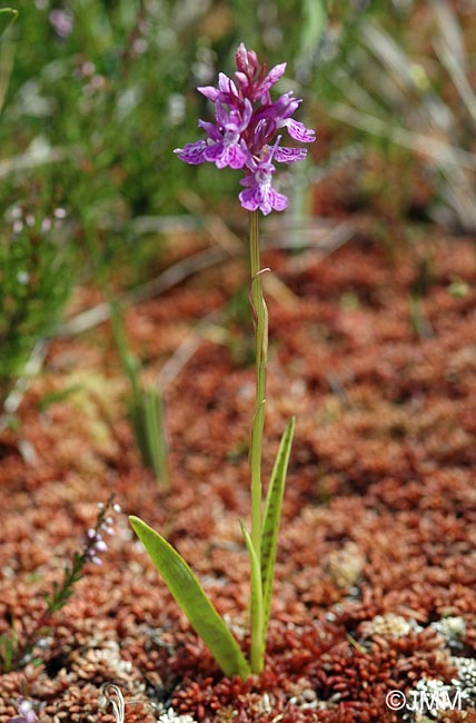 Dactylorhiza psychophila= Dactylorhiza psychrophila